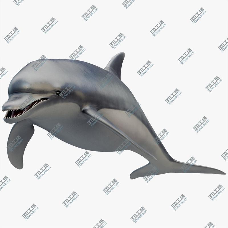 images/goods_img/202105073/3D model Animated Dolphin/1.jpg